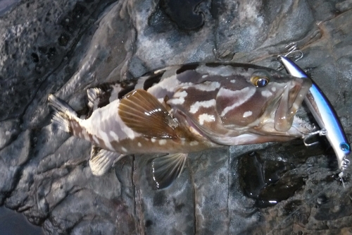 クエの釣果