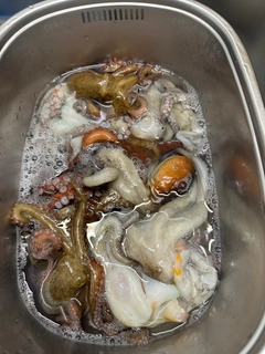 タコの釣果
