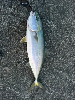 ワラサの釣果