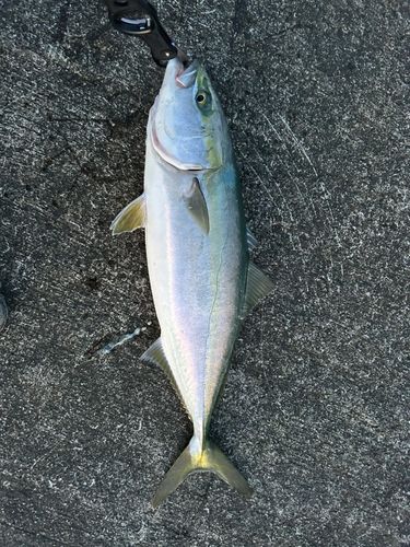 ワラサの釣果