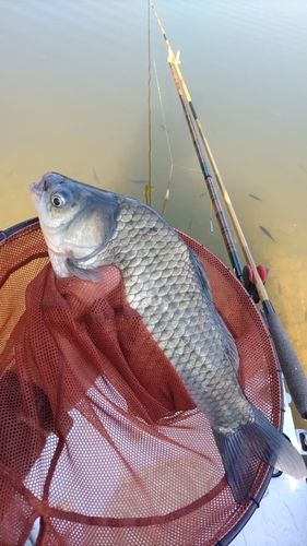ヘラブナの釣果