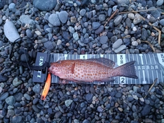 オオモンハタの釣果