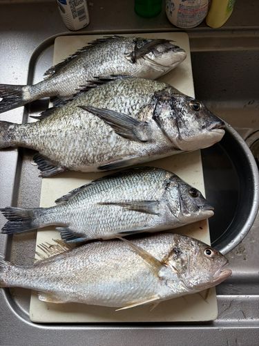 クロダイの釣果
