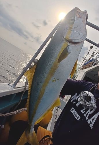 ヒラマサの釣果