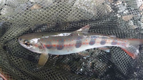 アマゴの釣果