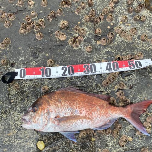 マダイの釣果