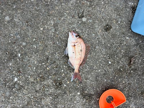 チャリコの釣果