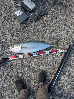 ブリの釣果