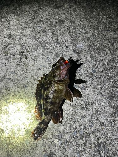 カサゴの釣果