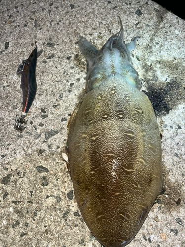 コウイカの釣果