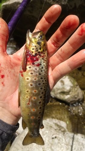 ブラウントラウトの釣果
