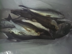 イサキの釣果