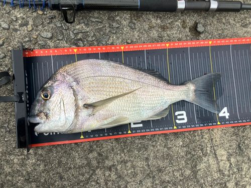 ヘダイの釣果