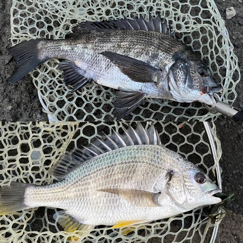 クロダイの釣果