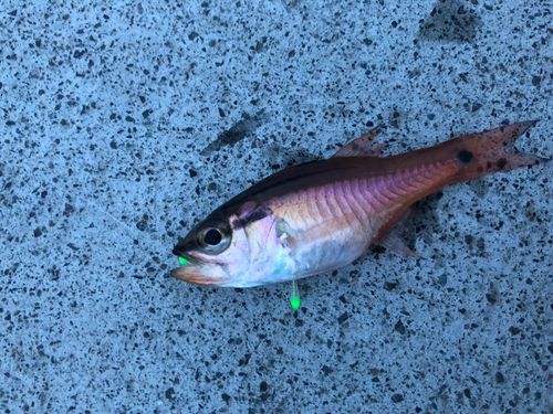 ネンブツダイの釣果