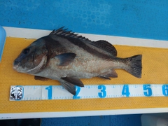 コショウダイの釣果