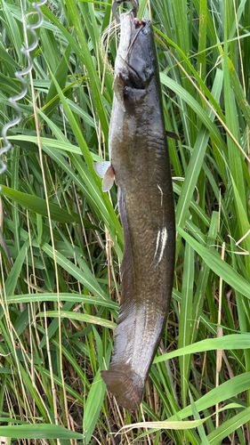 ナマズの釣果
