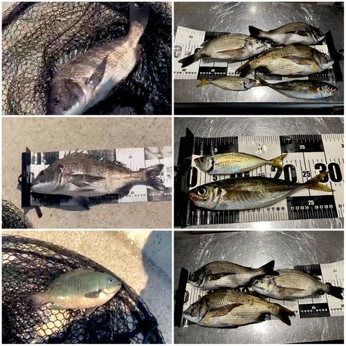 チヌの釣果