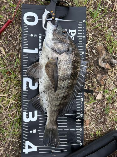 チヌの釣果