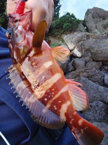 静岡県で釣れたイカの釣り・釣果情報 - アングラーズ | 釣果600万件の