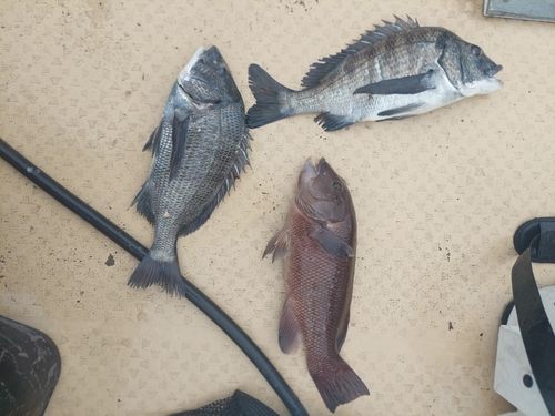 コブダイの釣果