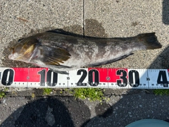 アイナメの釣果