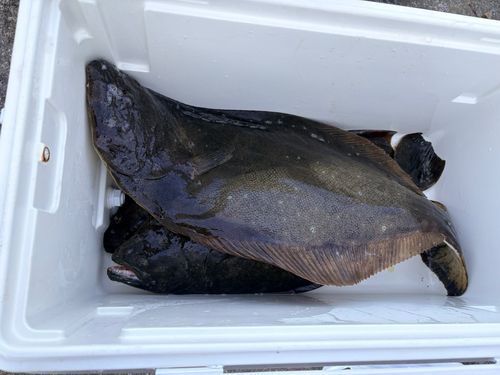 ヒラメの釣果