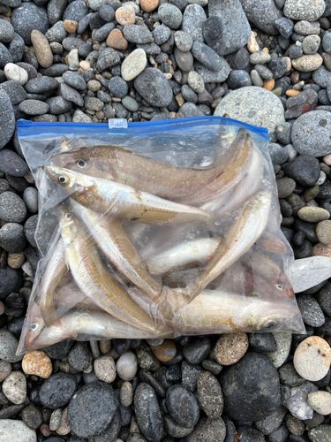 キスの釣果