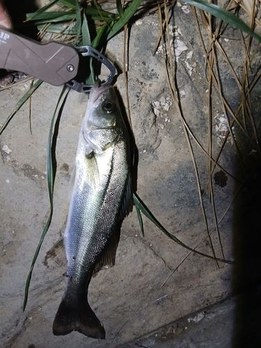 セイゴ（マルスズキ）の釣果