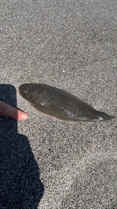 シタビラメの釣果