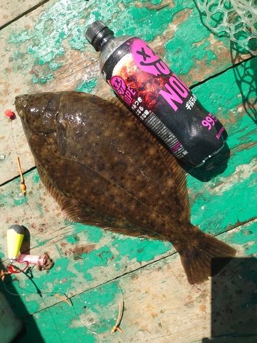 マコガレイの釣果