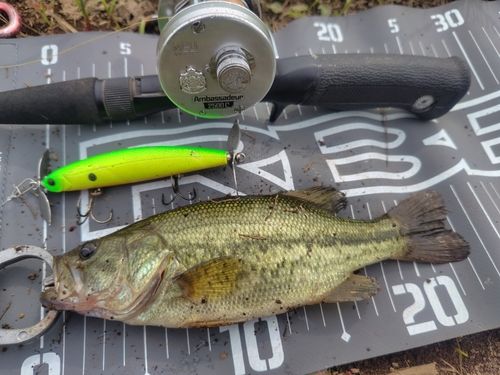 ラージマウスバスの釣果