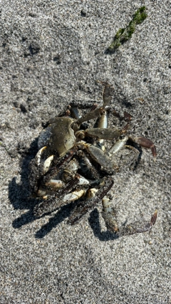 モクズガニの釣果