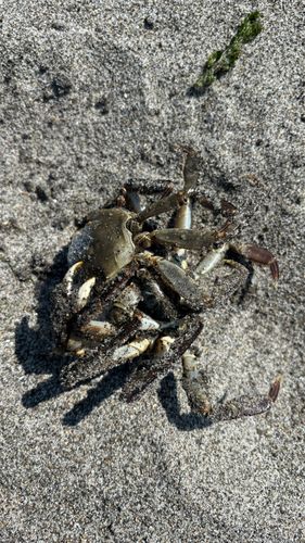 モクズガニの釣果
