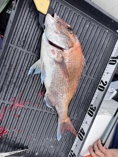 マダイの釣果