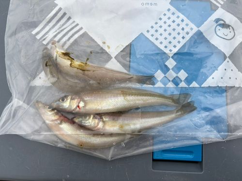 キスの釣果
