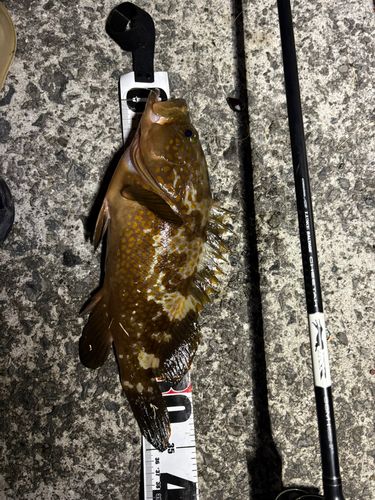 アコウの釣果