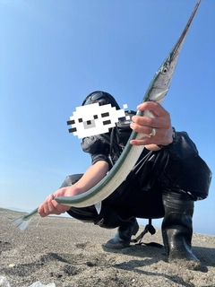 ダツの釣果