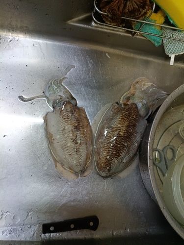 コウイカの釣果