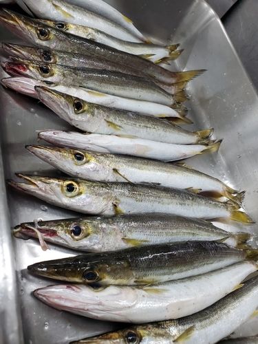 カマスの釣果