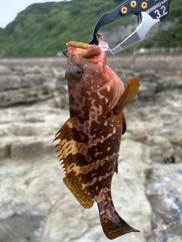 キジハタの釣果