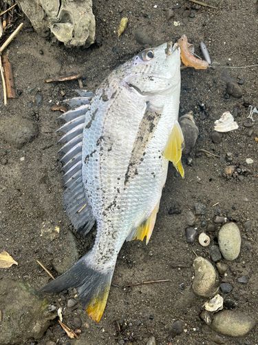 キビレの釣果