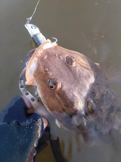 マゴチの釣果