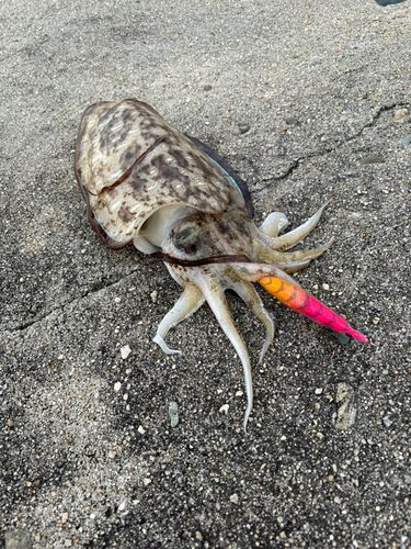 コウイカの釣果