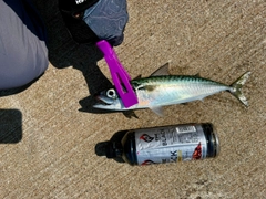 サバの釣果