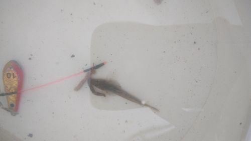 マハゼの釣果