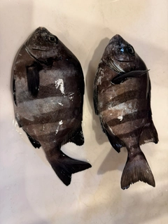 サンバソウの釣果