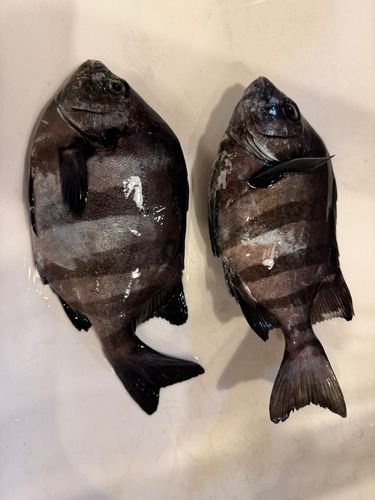 サンバソウの釣果