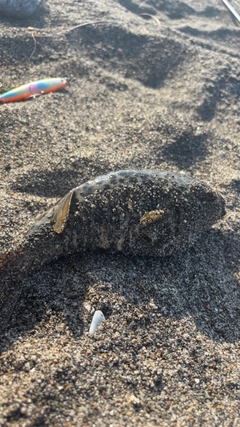 マフグの釣果