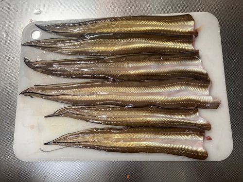 マアナゴの釣果